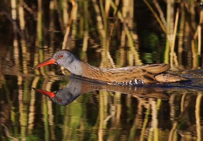 Waterral - Water Rail