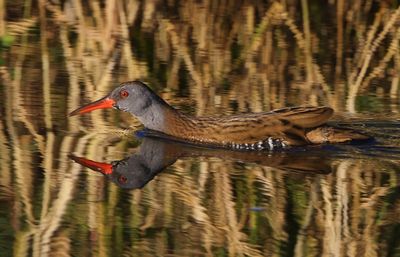 Waterral - Water Rail