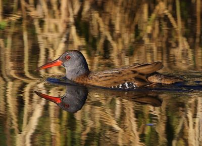 Waterral - Water Rail