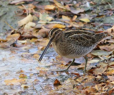 Watersnip - Common Snipe