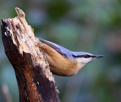 Boomklever - Eurasian Nuthatch