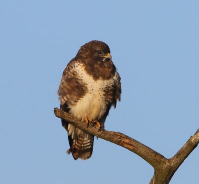 Buizerd - Common Buzzard