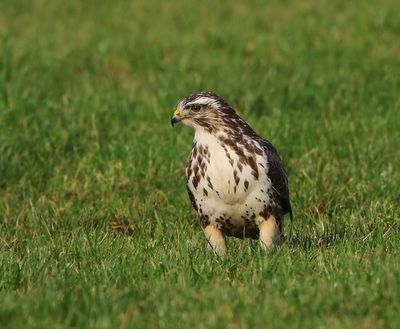 Buizerd - Common Buzzard