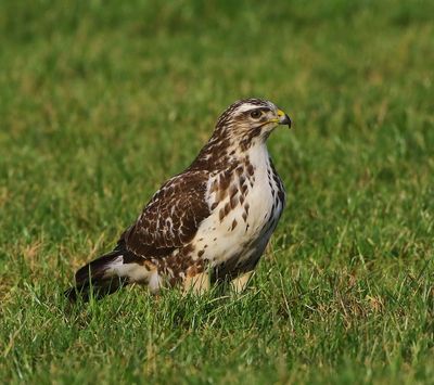Buizerd - Common Buzzard