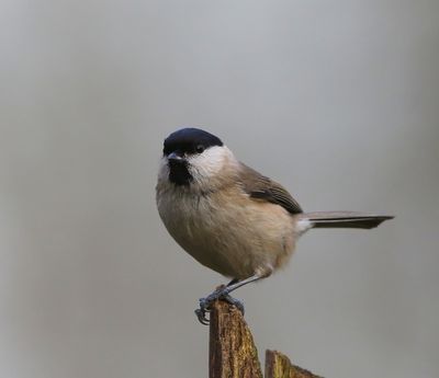 Glanskop - Marsh Tit