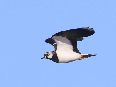 Kievit - Northern Lapwing