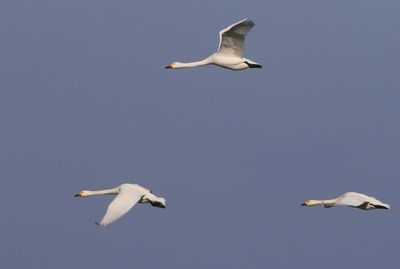 Kleine Zwanen - Bewick's Swans