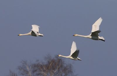 Kleine Zwanen - Bewick's Swans