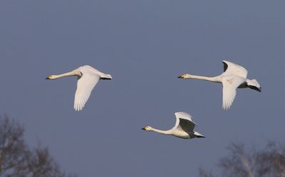 Kleine Zwanen - Bewick's Swans
