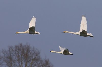Kleine Zwanen - Bewick's Swans