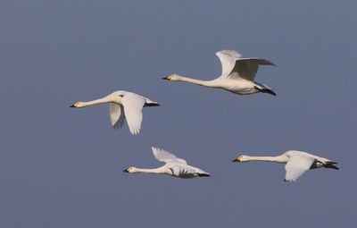 Kleine Zwanen - Bewick's Swans