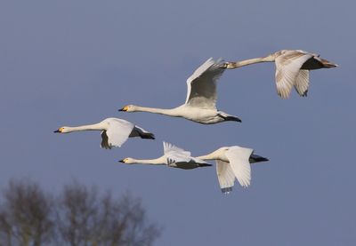 Kleine Zwanen - Bewick's Swans