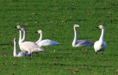 Kleine Zwanen - Bewick's Swans