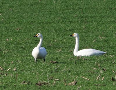 Kleine Zwanen - Bewick's Swans