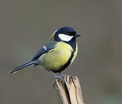 Koolmees - Great Tit