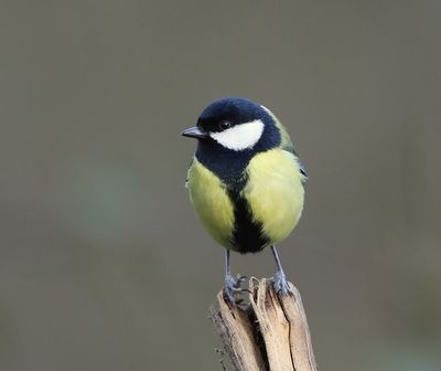 Koolmees - Great Tit