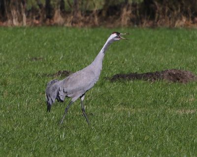 Kraanvogel - Common Crane