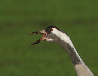 Kraanvogel - Common Crane