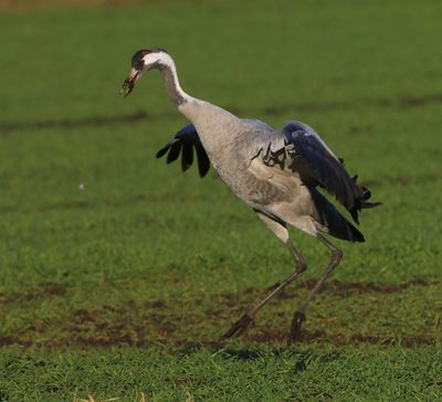 Kraanvogel - Common Crane