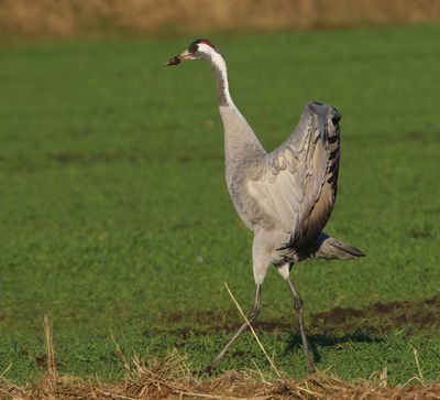 Kraanvogel - Common Crane