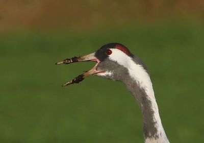 Kraanvogel - Common Crane