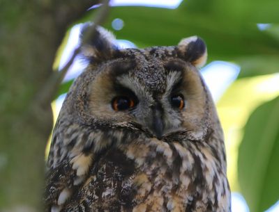 Ransuil - Long-eared Owl