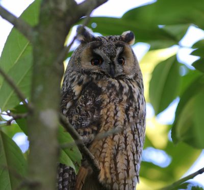 Ransuil - Long-eared Owl