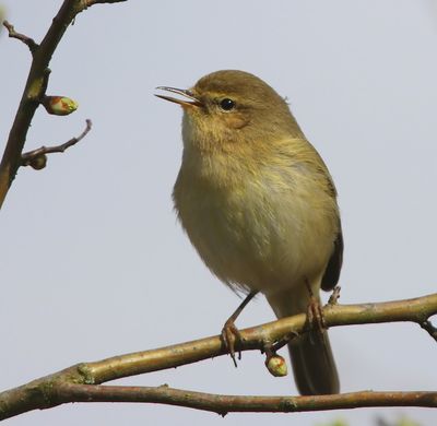 Tjiftjaf - Northern Chiffchaff