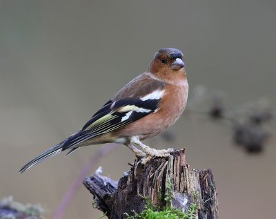 Vink - Common Chaffinch