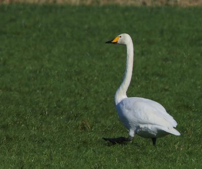 Wilde Zwaan - Whooper Swan
