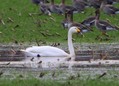 Wilde Zwaan - Whooper Swan