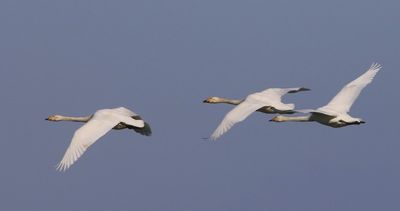 Wilde Zwanen - Whooper Swans