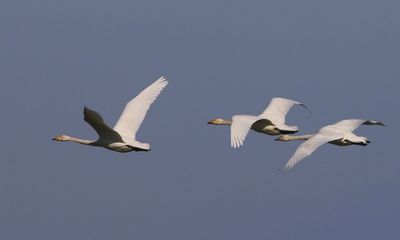 Wilde Zwanen - Whooper Swans