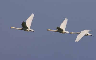 Wilde Zwanen - Whooper Swans