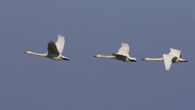 Wilde Zwanen - Whooper Swans