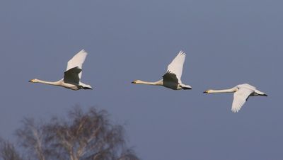 Wilde Zwanen - Whooper Swans