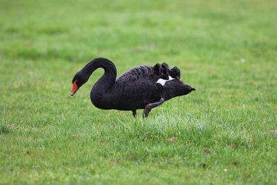 Zwarte Zwaan - Black Swan