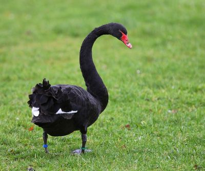 Zwarte Zwaan - Black Swan