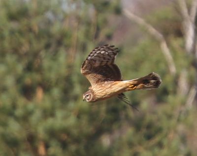Blauwe Kiekendief - Hen Harrier