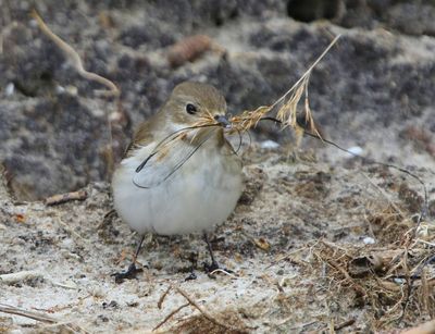 Bonte Vliegenvanger - European Pied Flycatcher