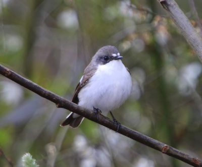 Bonte Vliegenvanger - European Pied Flycatcher