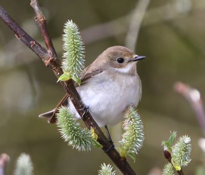 Bonte Vliegenvanger - European Pied Flycatcher