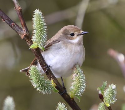 Bonte Vliegenvanger - European Pied Flycatcher