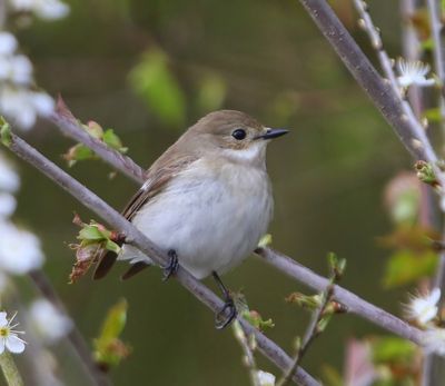 Bonte Vliegenvanger - European Pied Flycatcher