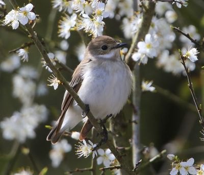 Bonte Vliegenvanger - European Pied Flycatcher