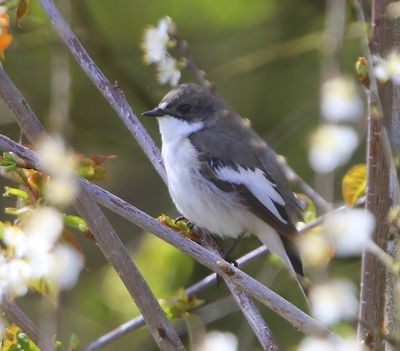 Bonte Vliegenvanger - European Pied Flycatcher