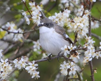 Bonte Vliegenvanger - European Pied Flycatcher