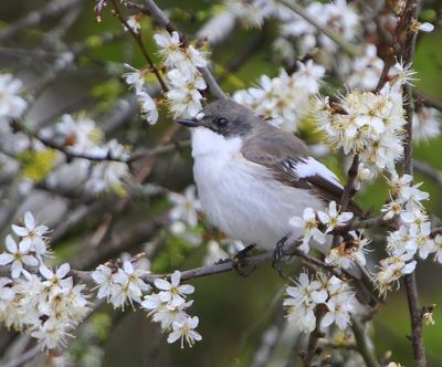 Bonte Vliegenvanger - European Pied Flycatcher