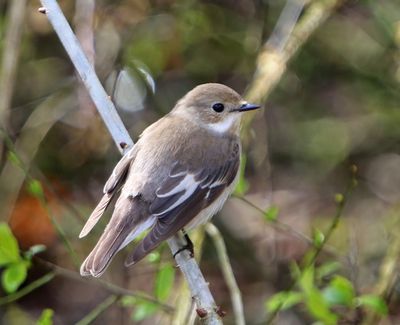 Bonte Vliegenvanger - European Pied Flycatcher