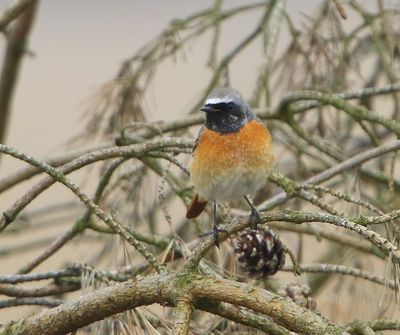 Gekraagde Roodstaart - Common Redstart